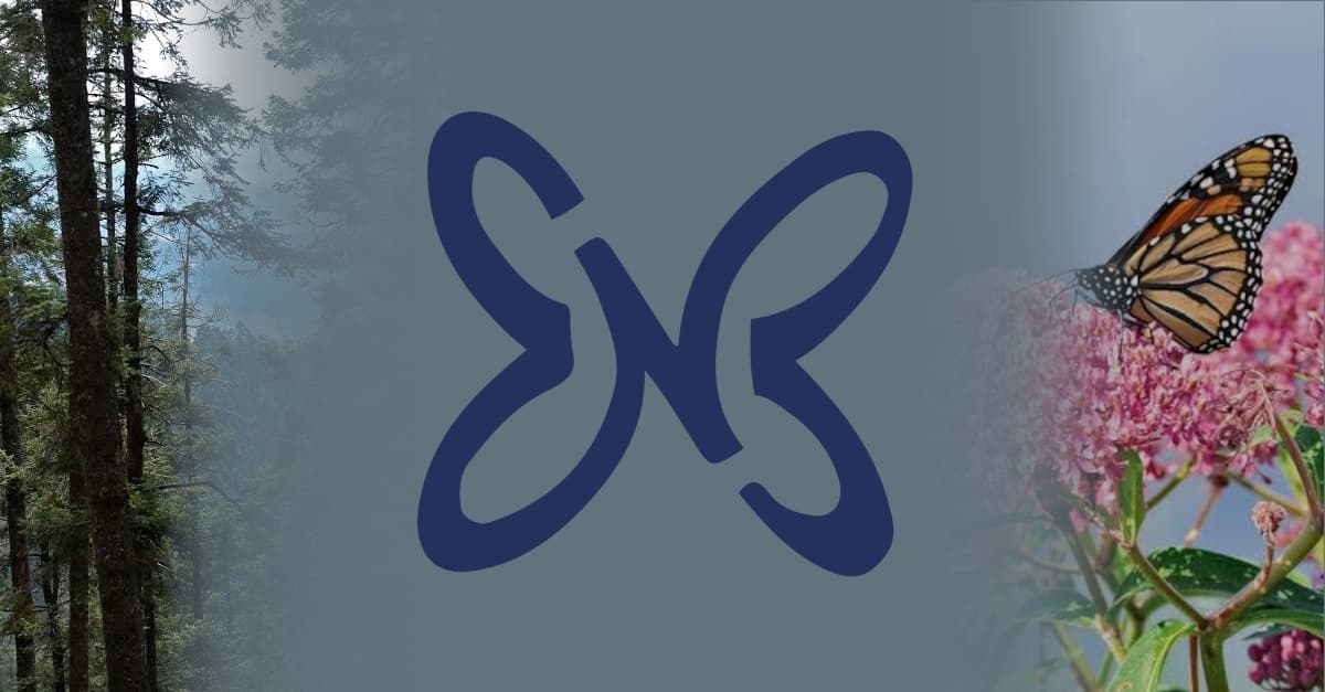 The Naveera butterfly mark in navy, centered on a misty grey field, with a fir forest fading in on the left and a monarch butterfly resting on pink milkweed flowers on the right.
